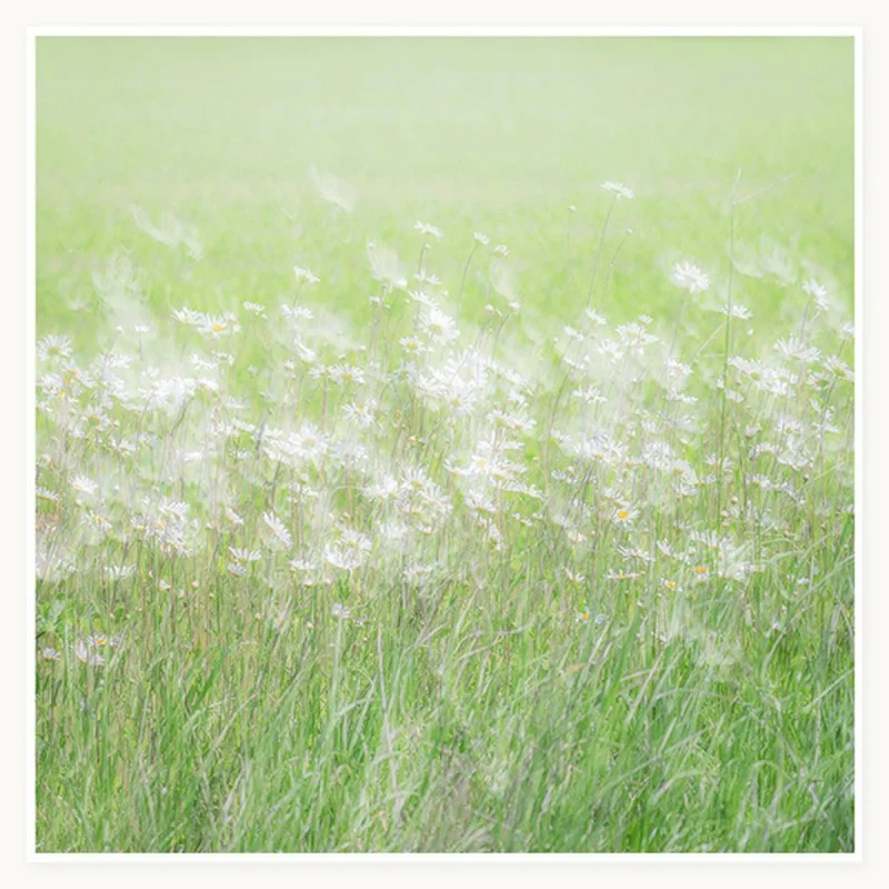Meadow Whisper square oil painting with white daisies and green grasses
