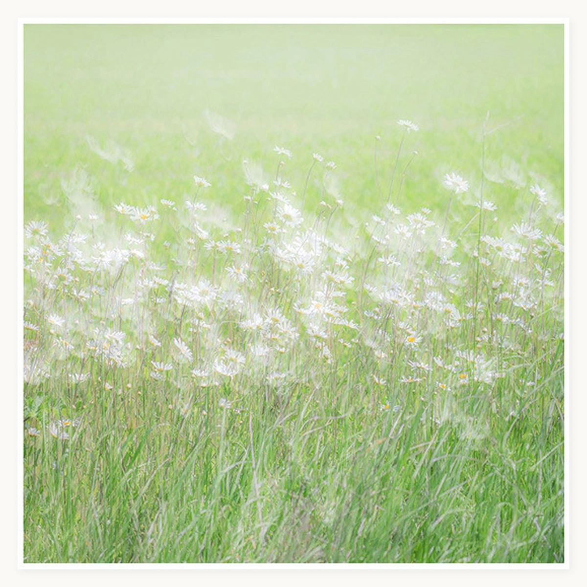 Meadow Whisper square oil painting with white daisies and green grasses